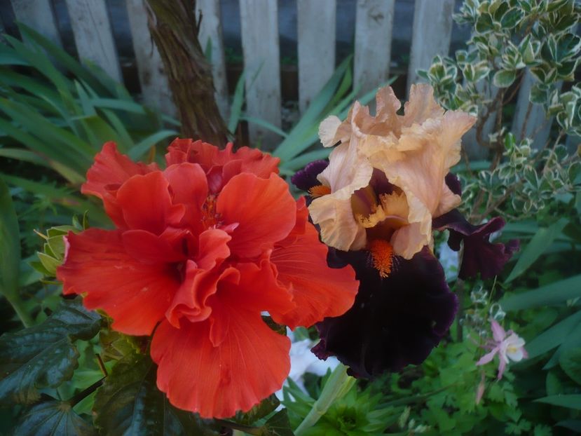 P1480092 - HIBISCUSI 2021-1