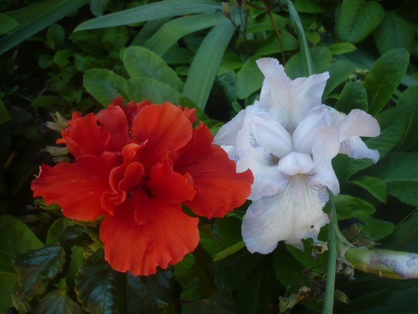 P1480093 - HIBISCUSI 2021-1