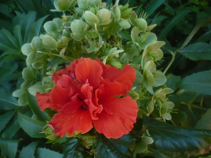 P1480095 - HIBISCUSI 2021-1