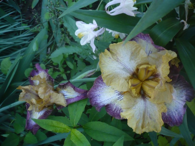 23.05.2021 - GRADINA 2021