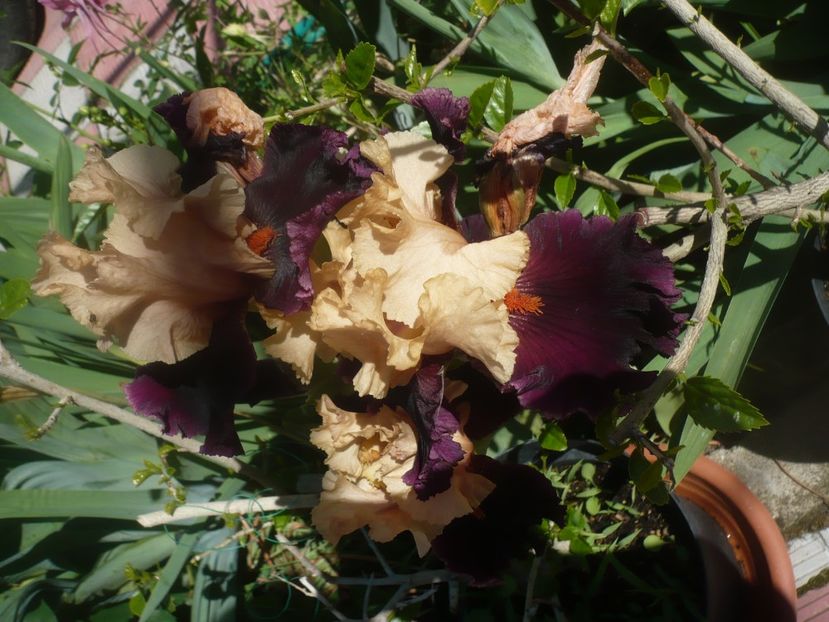 P1480100 - GRADINA 2021