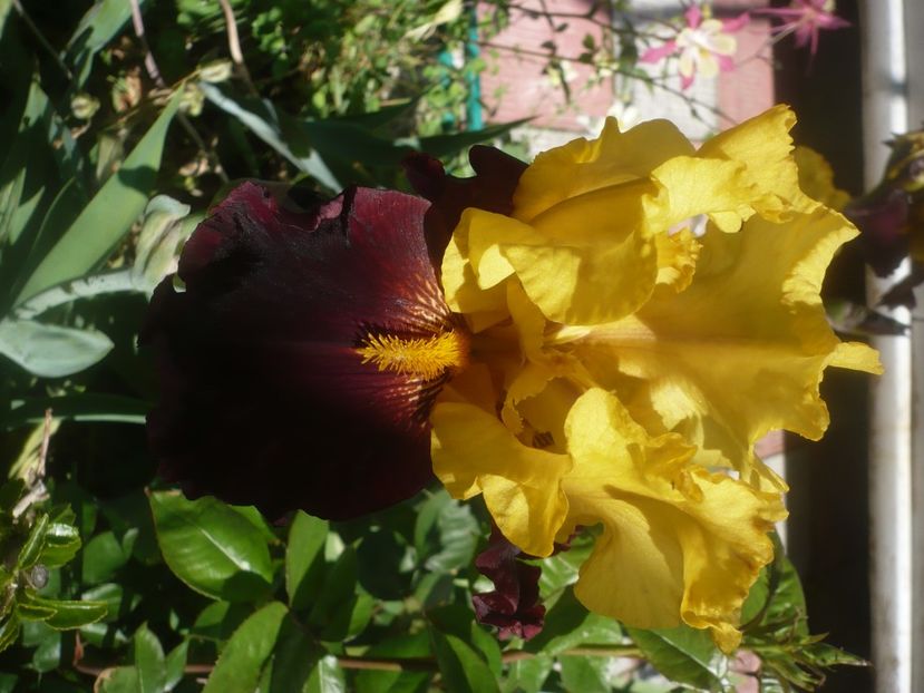 P1480101 - GRADINA 2021