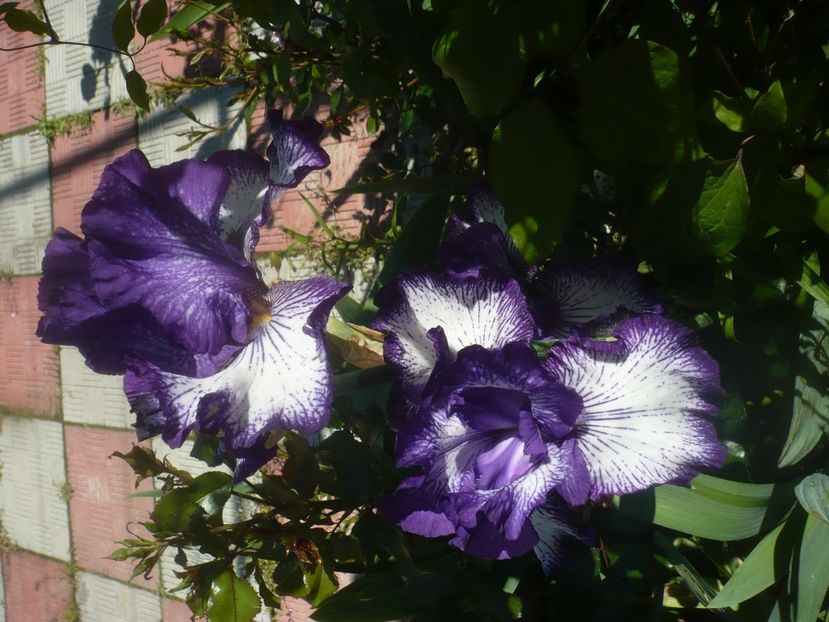 P1480102 - GRADINA 2021