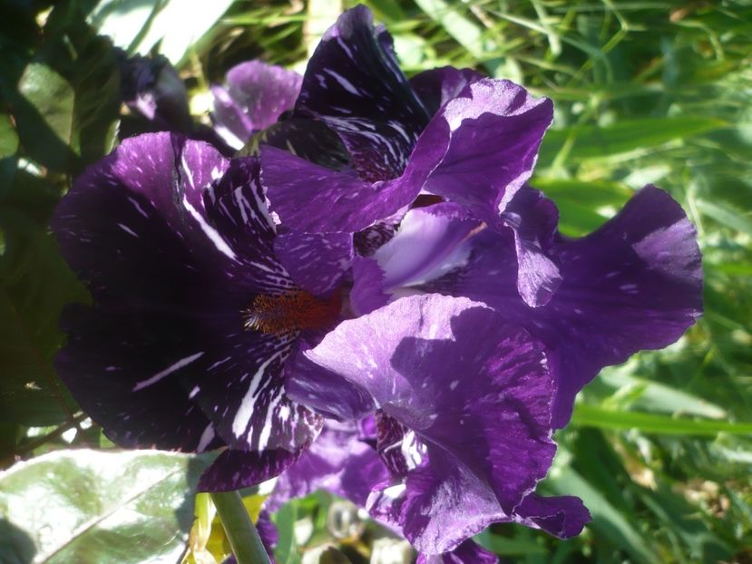 P1480103 - GRADINA 2021