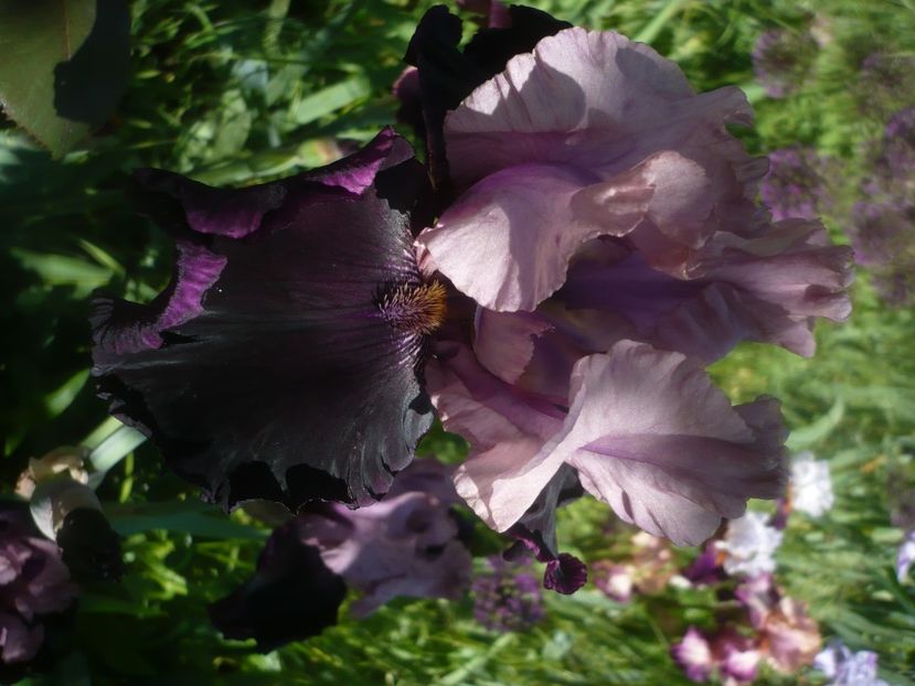 P1480104 - GRADINA 2021