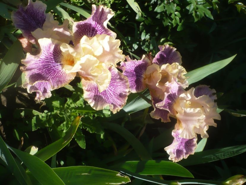 P1480112 - GRADINA 2021