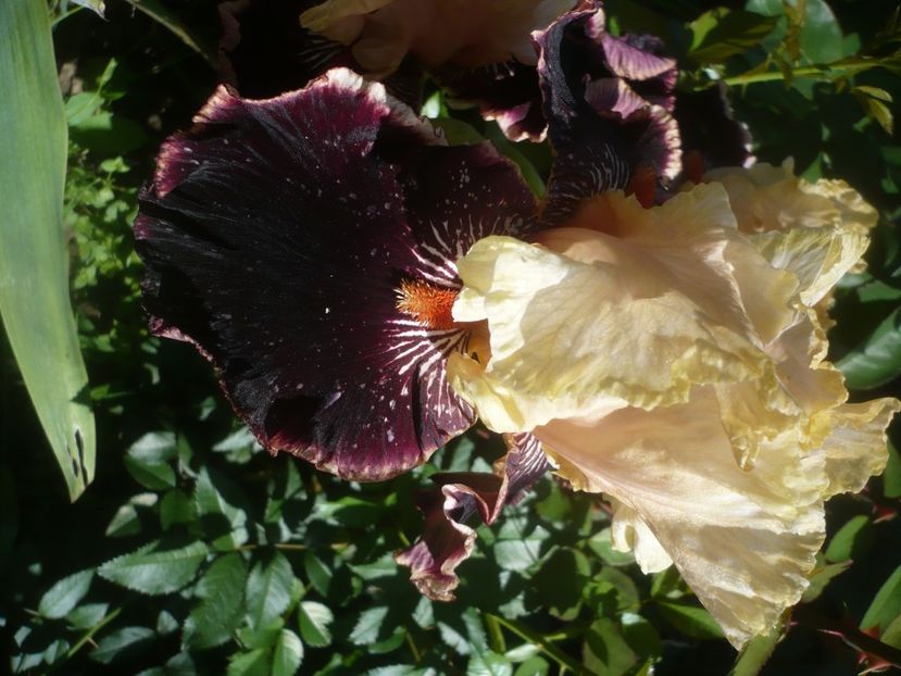 P1480116 - GRADINA 2021