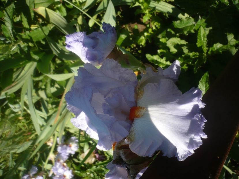 P1480148 - GRADINA 2021