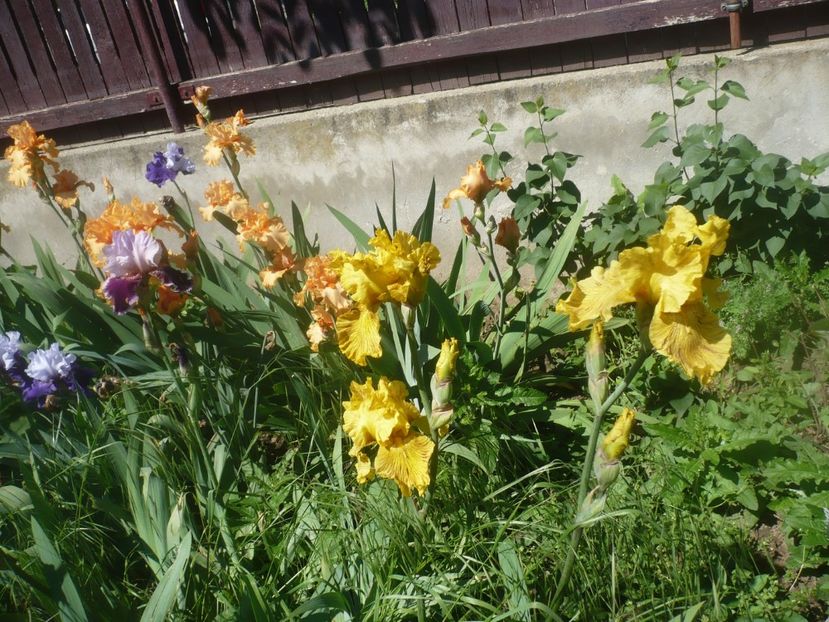 P1480151 - GRADINA 2021