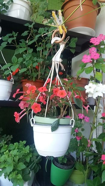 Achimenes la "uscat" - Linişte şi flori