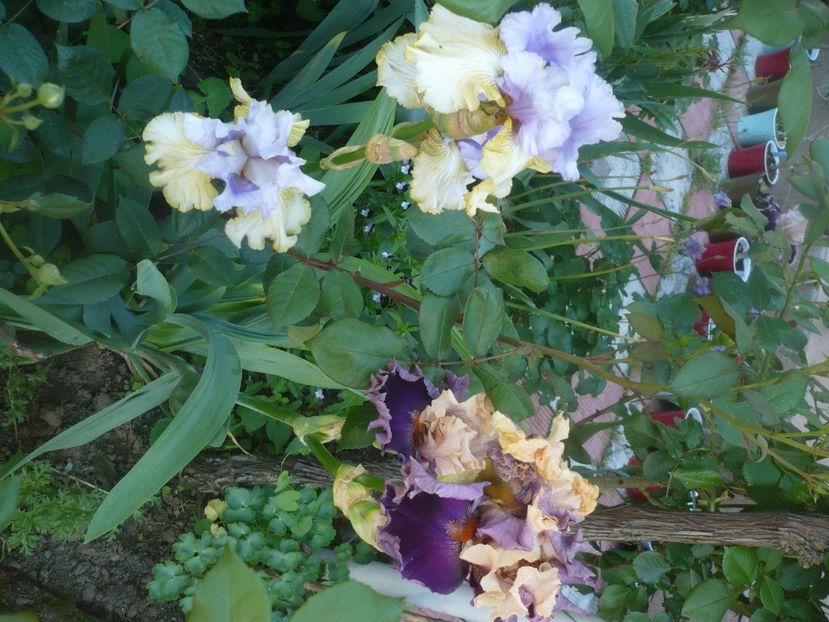 P1480173 - GRADINA 2021