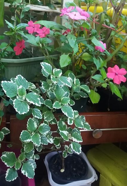  - Linişte şi flori