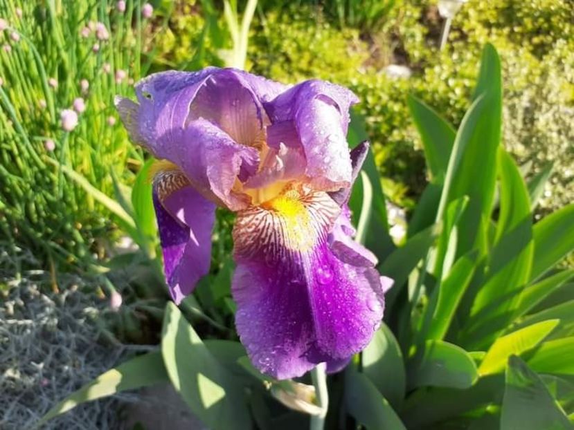 Lent a Williamson - Iris 2021