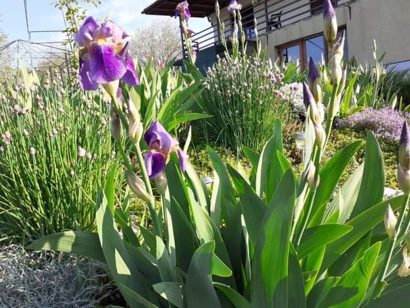 Lent a Williamson - Iris 2021