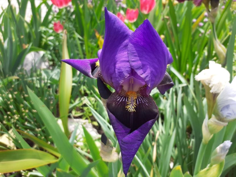 Nightfall - Iris 2021