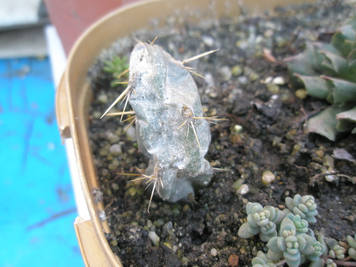 Opuntia imbricata mica, care a degerat si ea! - plantele dupa iarna 2010