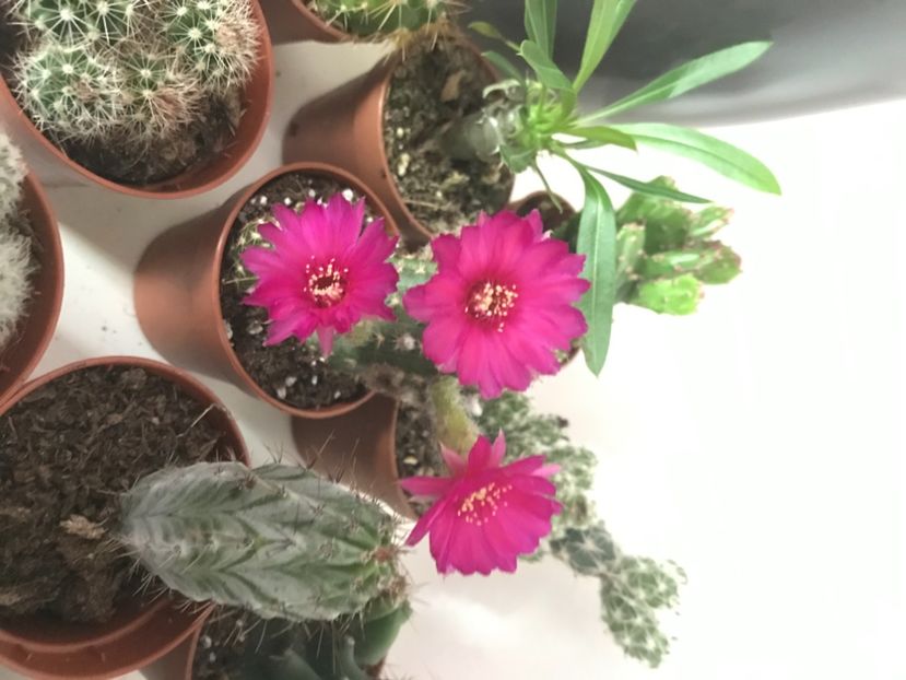 9F599521-7CE6-46C8-BD2D-C08995ED96B8 - Cactusi