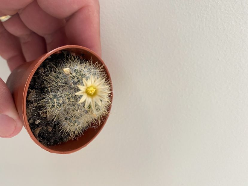 8BF74C39-EA74-44F4-866B-1890935E0351 - Cactusi