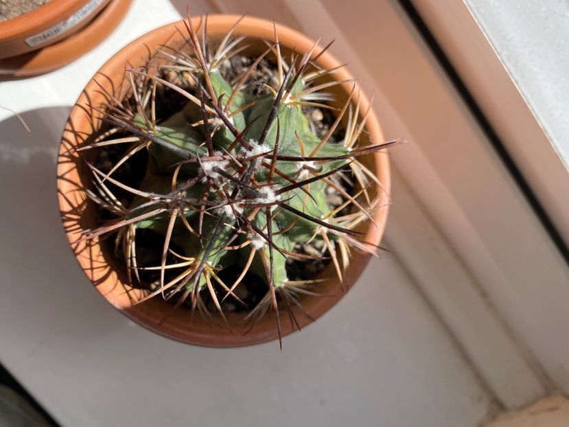 7C3ECA31-4276-4BAD-9F58-86E0960B011C - Cactusi