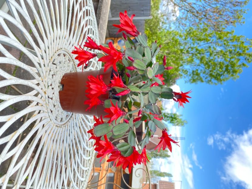 8AE2B872-4AF7-4088-99E0-72DF051A0D87 - Cactusi