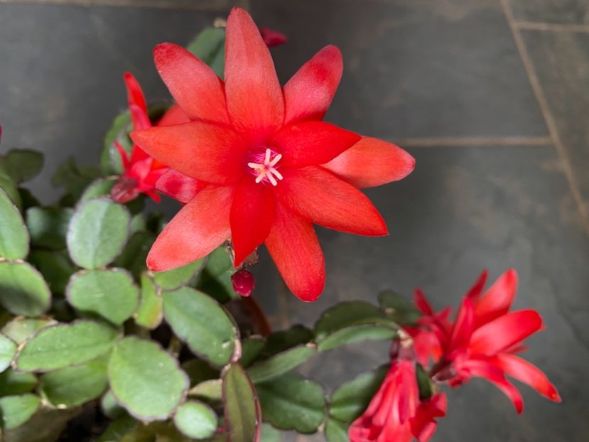 9682743A-318C-4947-B15B-41C784DB38CF - Cactusi