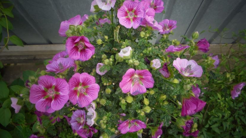 Anisodontea - Sclipiri 2021