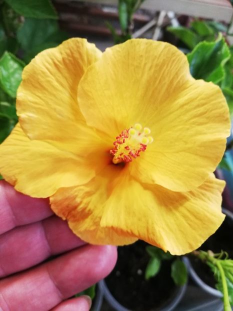  - Hibiscus No Id 6