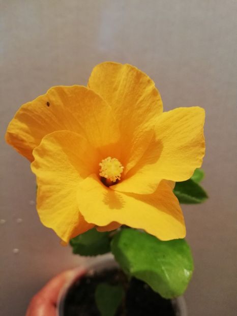  - Hibiscus No Id 6