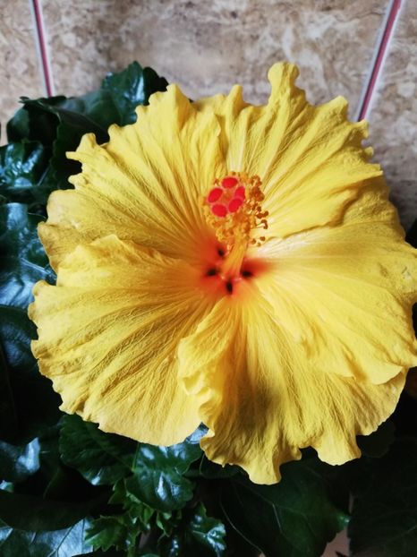  - Hibiscus No Id 7