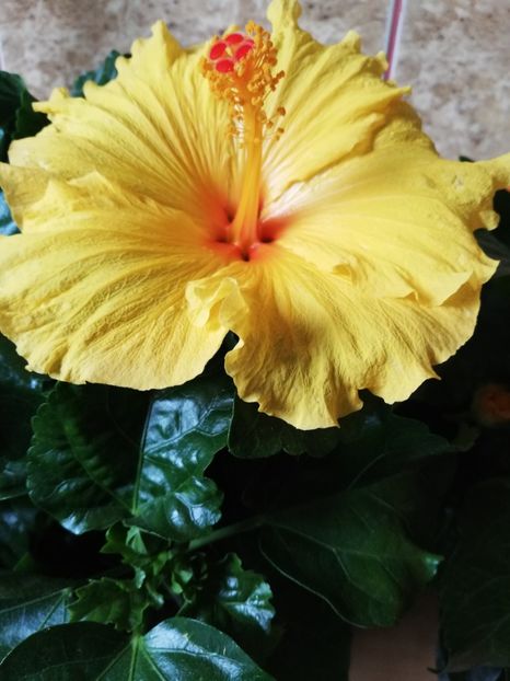  - Hibiscus No Id 7