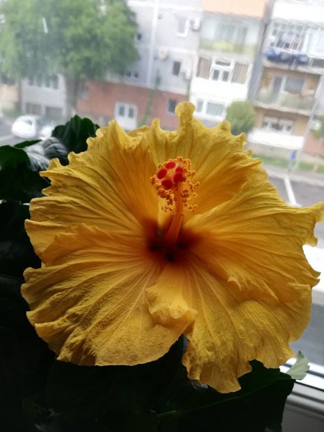  - Hibiscus No Id 7