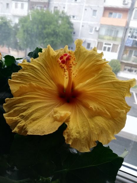  - Hibiscus No Id 7