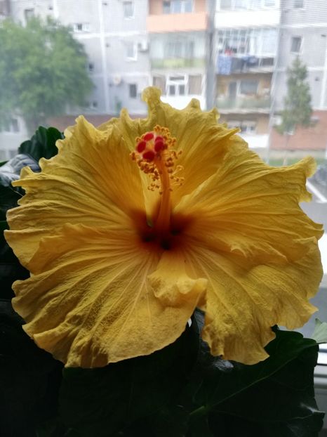  - Hibiscus No Id 7