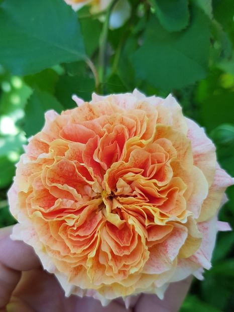 Jef - Trandafiri 2021