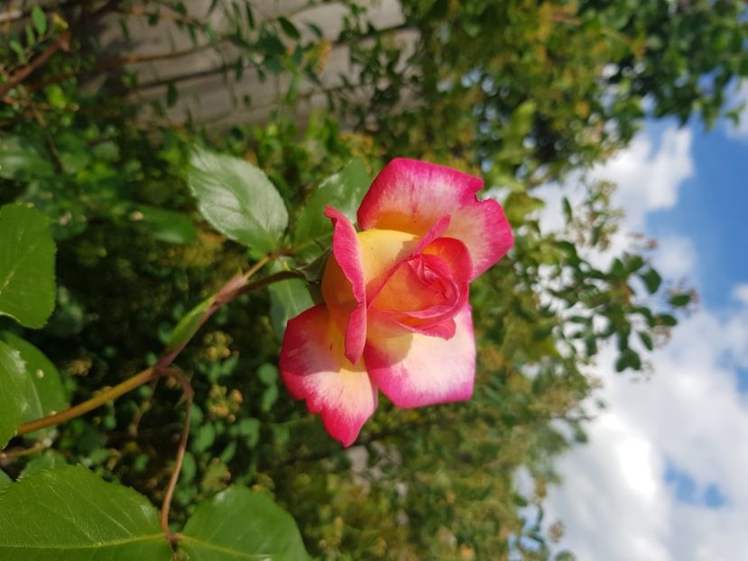 Urcator - Trandafiri 2021