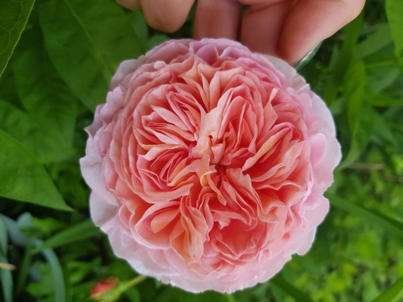 Urcator bg - Trandafiri 2021