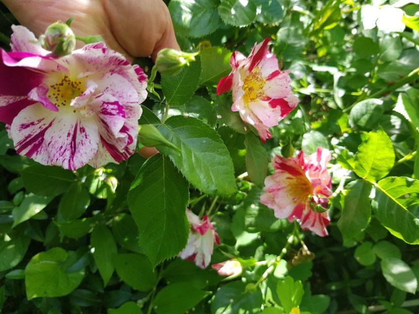 Fourth of jully și Purple slash - Trandafiri 2021