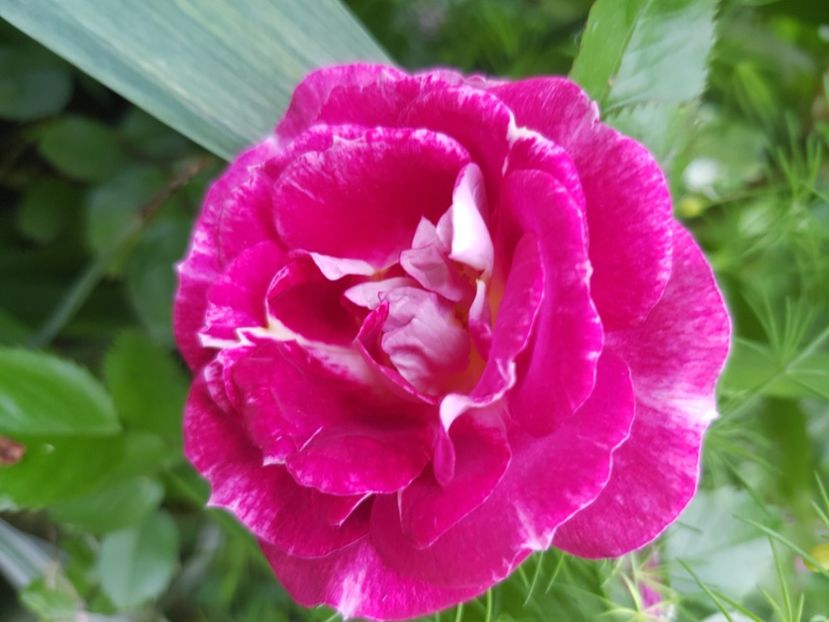 Let - Trandafiri 2021