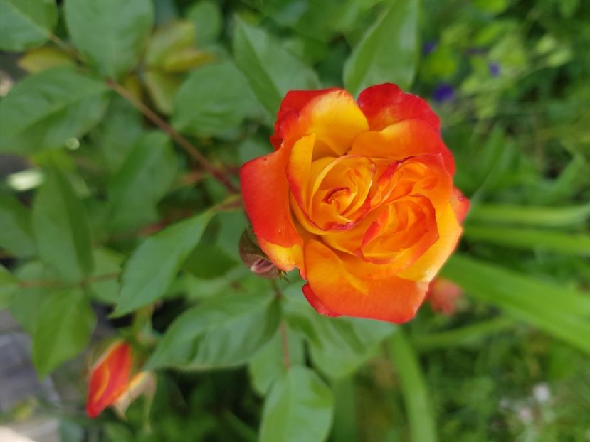 Cluj - Trandafiri 2021