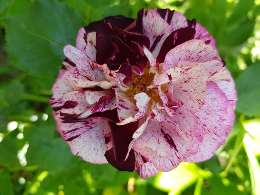 New imagine - Trandafiri 2021