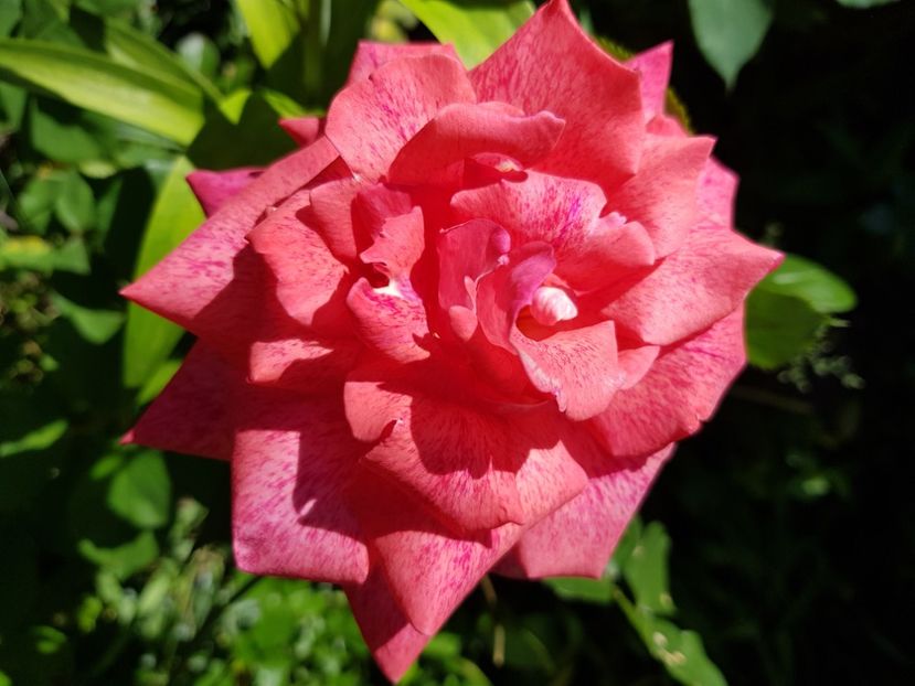 Pierre Cardin - Trandafiri 2021