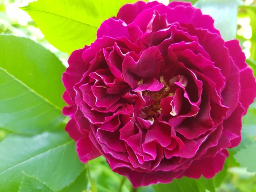 Baron Giraud - Trandafiri 2021