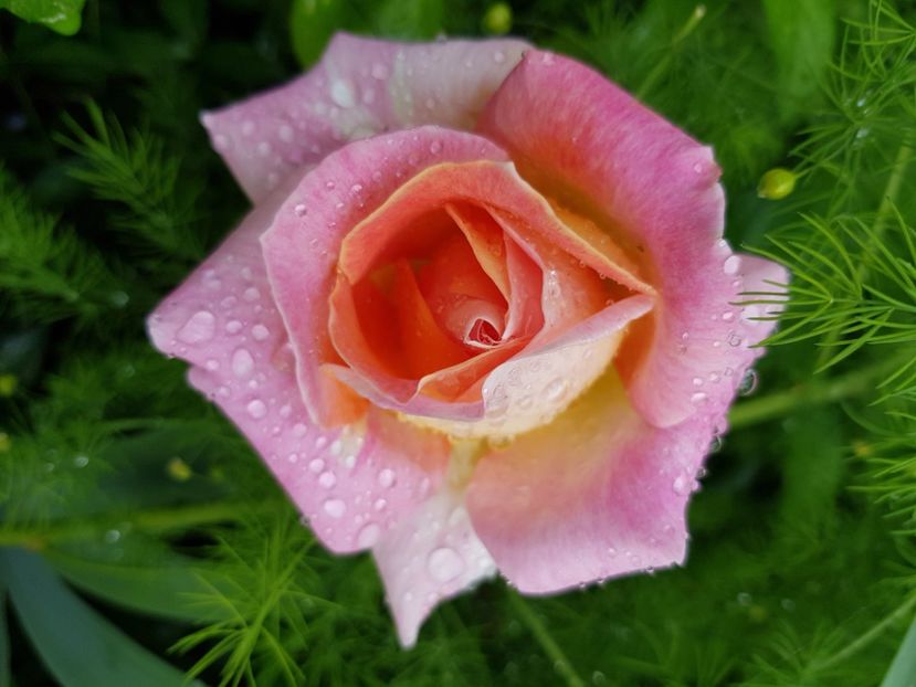 Double parfum - Trandafiri 2021