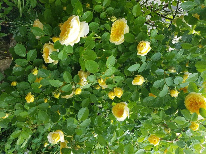 Pilgrim - Trandafiri 2021