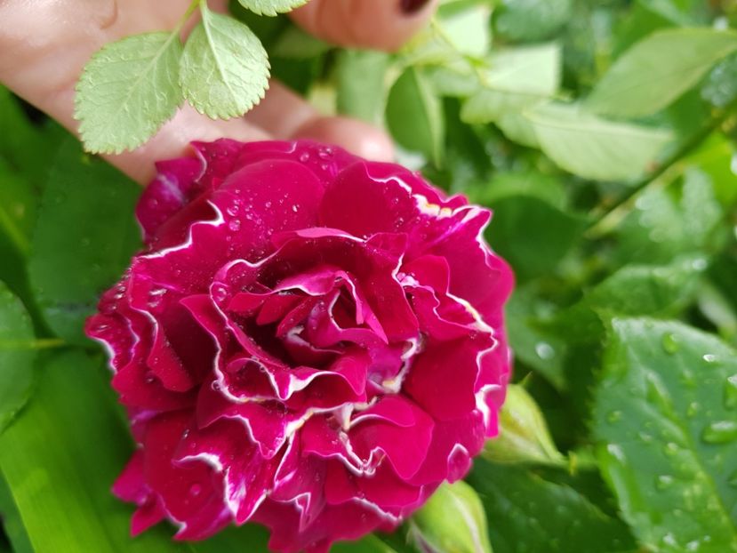 Roger Lambelin - Trandafiri 2021