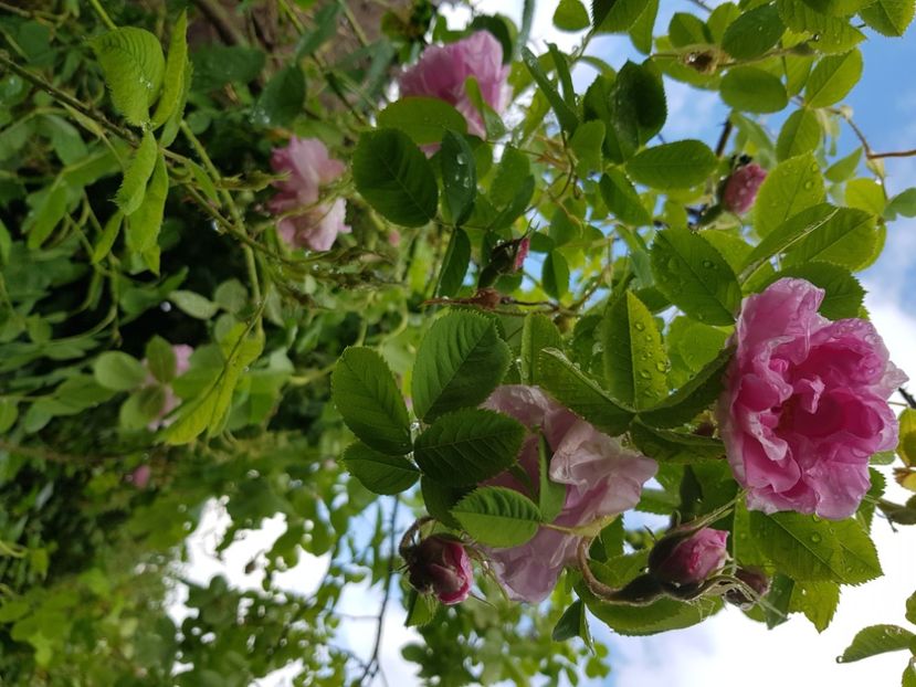 Bg parfum - Trandafiri 2021