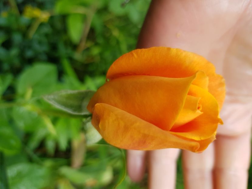 Re my Martin - Trandafiri 2021