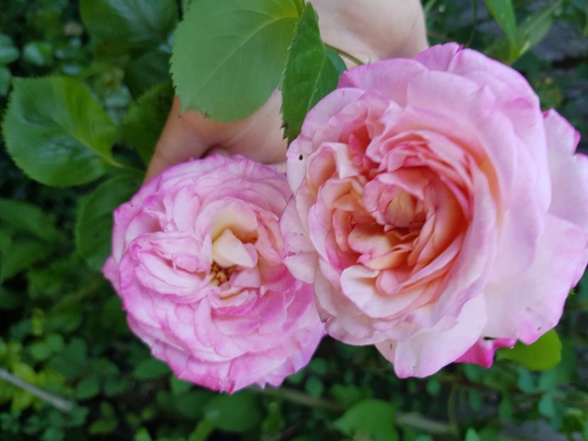 Urcator - Trandafiri 2021