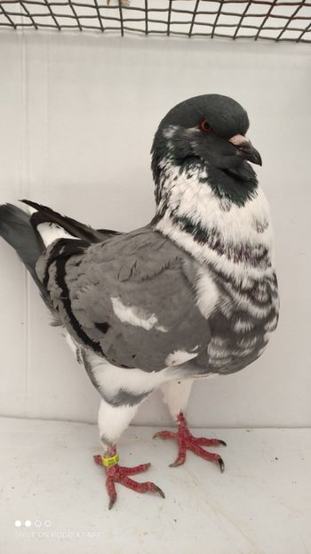 F 2020 - De vanzare kingi