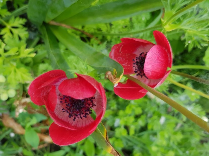 - Anemone